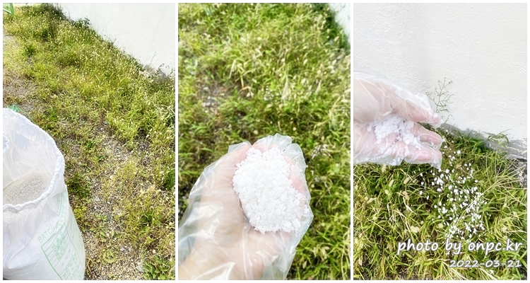 집마당 잡초제거용 소금뿌리기