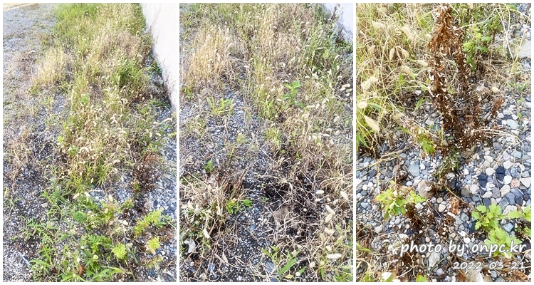 집마당 잡초제거 소금뿌리기