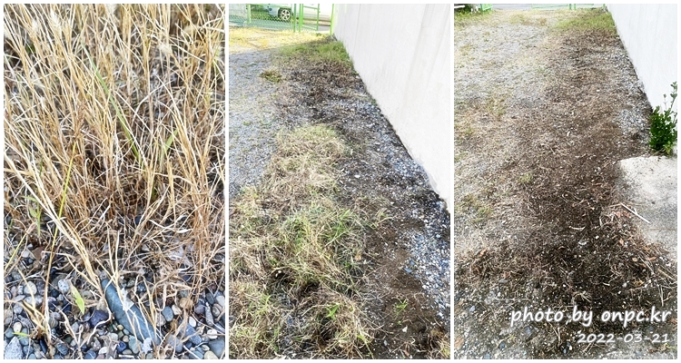 집마당 잡초제거 소금뿌리기