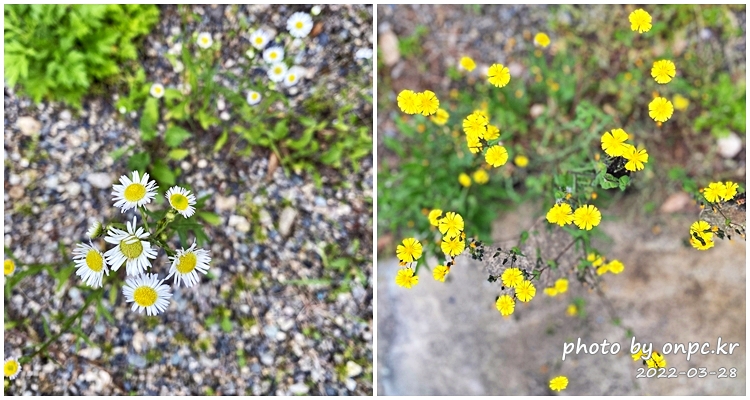 시골집 마당 꽃