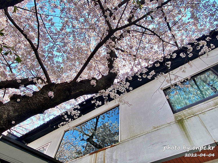 선암호수공원 벚꽃명소 보현사