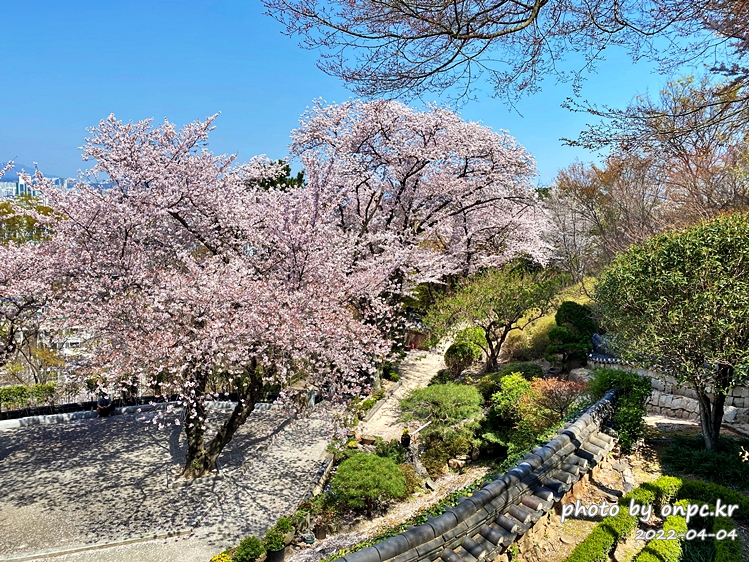선암호수공원 벚꽃명소 보현사