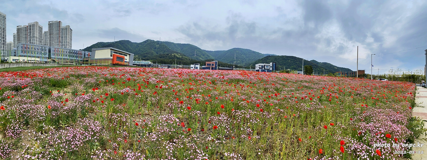 5월 도심속 꽃양귀비,안개초,수레국화 꽃단지조성
