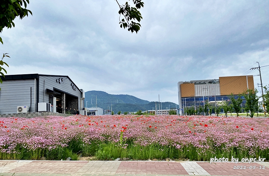 5월 도심속 꽃양귀비,안개초,수레국화 꽃단지조성