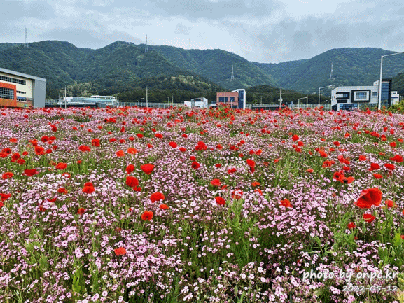 5월도심속 꽃양귀비,안개초,수레국화 꽃단지조성. gif