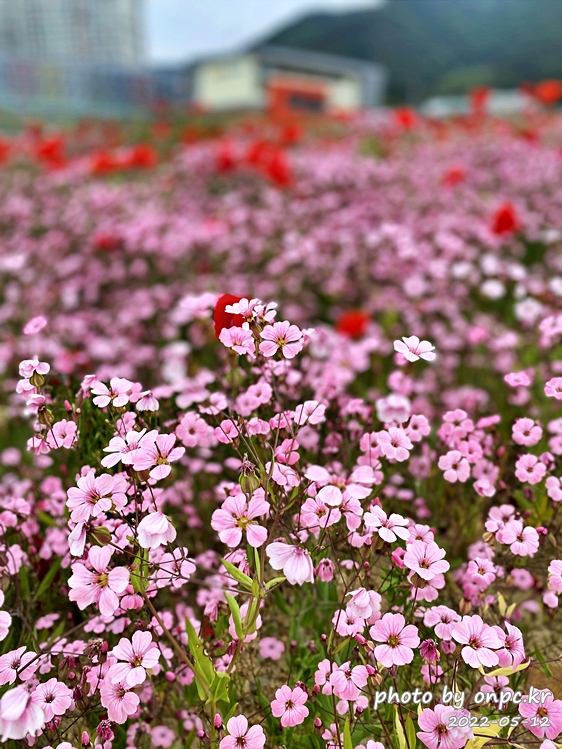 5월도심속 꽃양귀비,안개초,수레국화 꽃단지조성