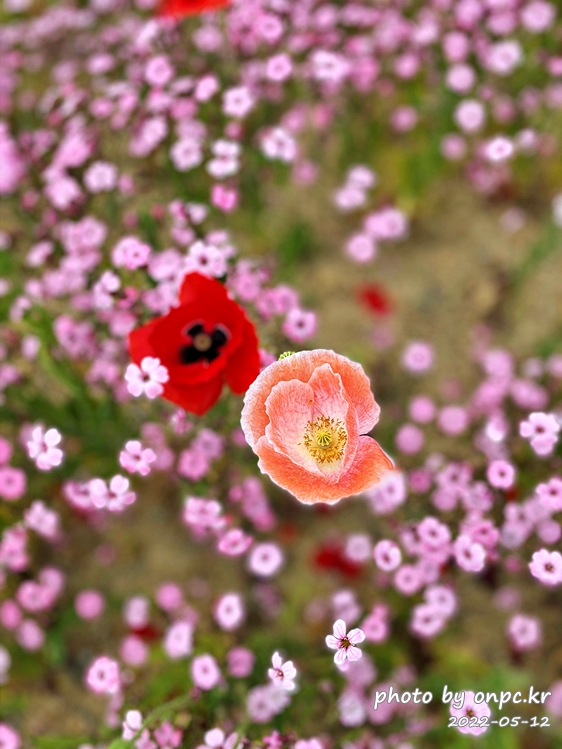 5월도심속 꽃양귀비,안개초,수레국화 꽃단지조성
