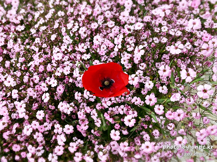 5월 도심속 꽃양귀비,안개초,수레국화 꽃단지조성