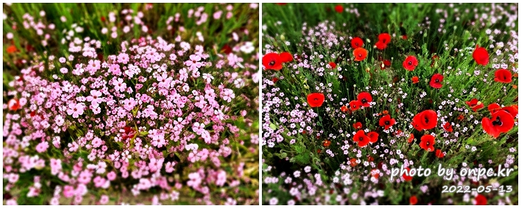 5월 도심속 꽃양귀비,안개초,수레국화 꽃단지조성