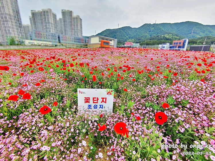 5월도심속 꽃양귀비,안개초,수레국화 꽃단지조성