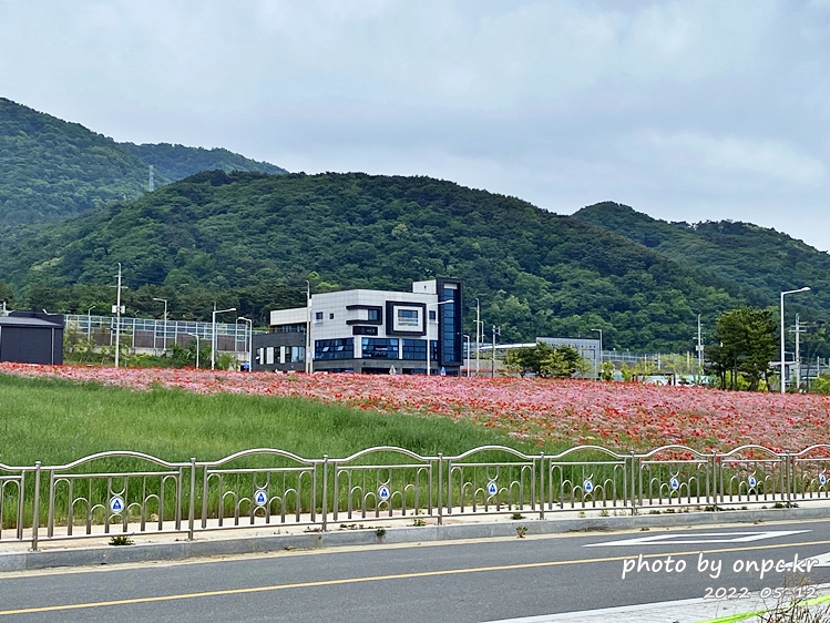 5월 도심속 꽃양귀비,안개초,수레국화 꽃단지조성