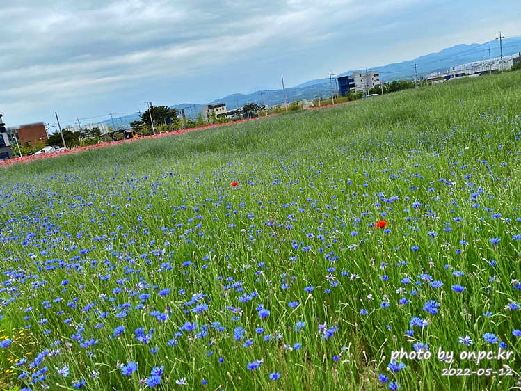 5월 도심속 꽃양귀비,안개초,수레국화 꽃단지조성