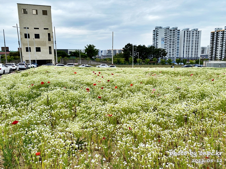 5월 도심속 꽃양귀비,안개초,수레국화 꽃단지조성