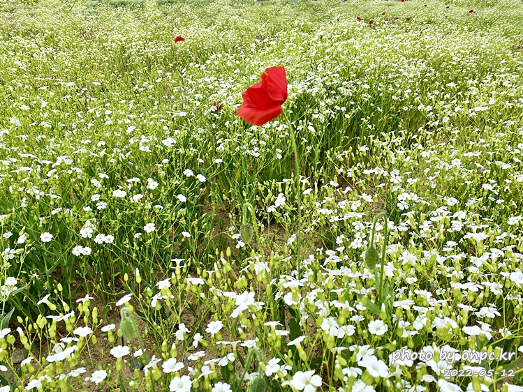 5월 도심속 꽃양귀비,안개초,수레국화 꽃단지조성