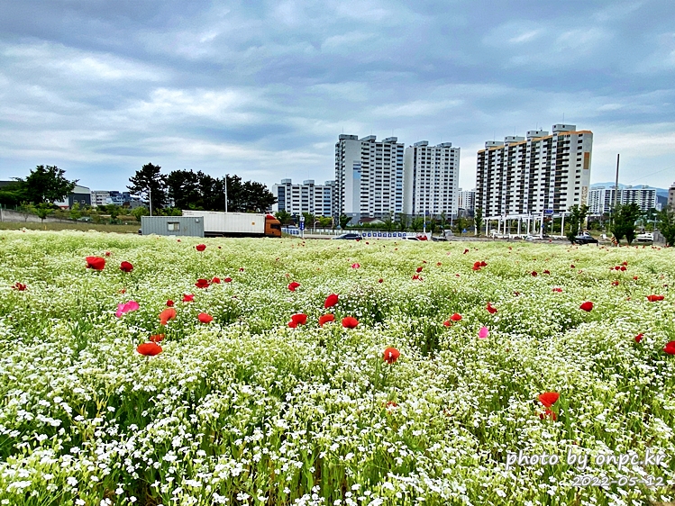 5월 도심속 꽃양귀비,안개초,수레국화 꽃단지조성