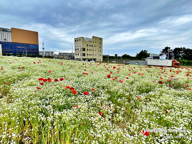 5월 도심속 꽃양귀비,안개초,수레국화 꽃단지조성