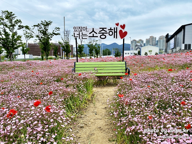 5월 도심속 꽃양귀비,안개초,수레국화 꽃단지조성