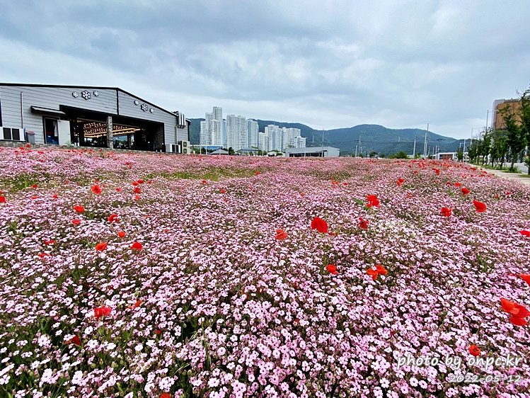 5월 도심속 꽃양귀비,안개초,수레국화 꽃단지조성