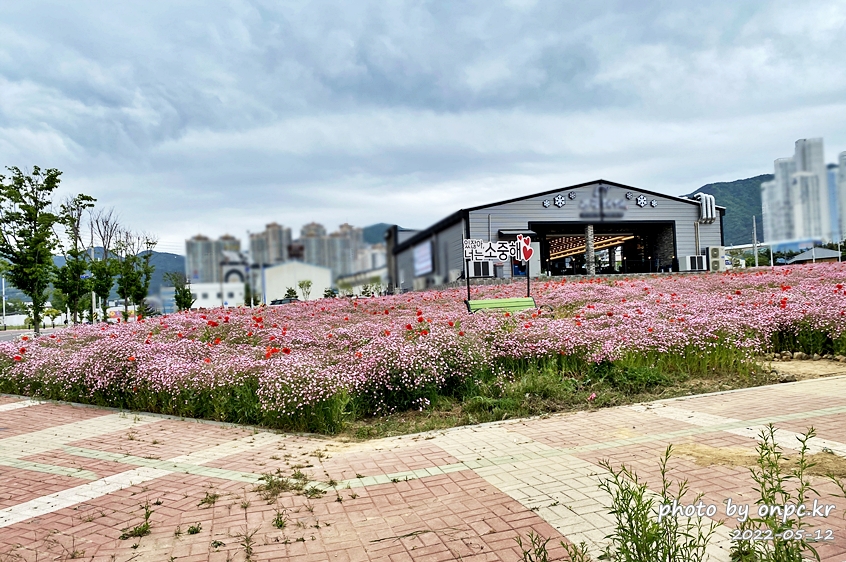 5월 계절의 여왕! 도심에서 한껏 즐기는 꽃캉스~ - 꽃구경 가기 좋은 계절~ 전국 곳곳에서는 각종 봄꽃 축제가 한창입니다. 5월 도심속 꽃양귀비,안개초,수레국화 꽃단지조성