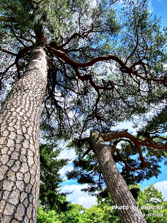 통도사 안양암 소나무