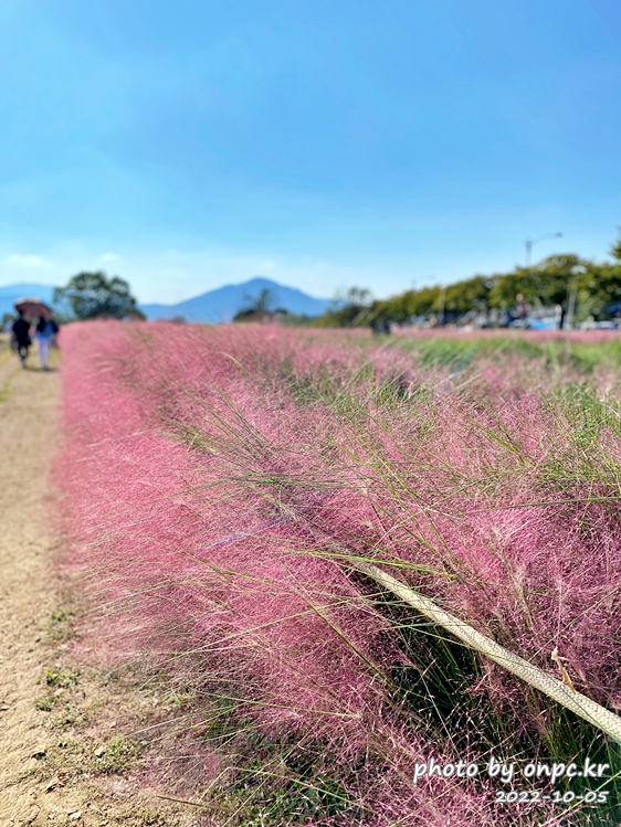 경주 첨성대 핑크뮬리군락