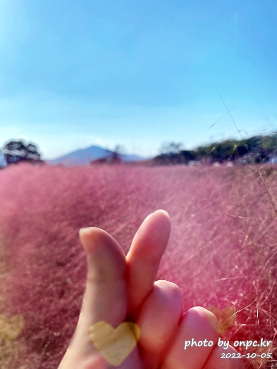 경주 첨성대 핑크뮬리군락