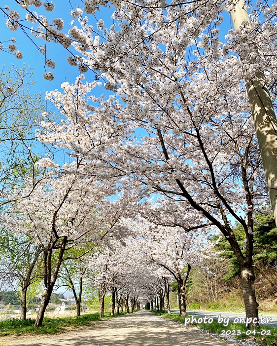 영지설화공원 영지호수 벚꽃터널