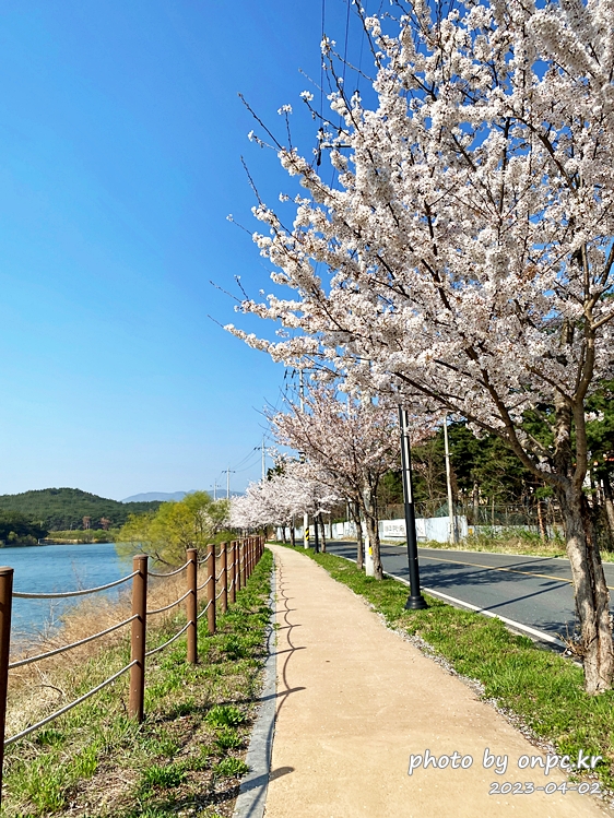 영지설화공원 영지호수 벚꽃길