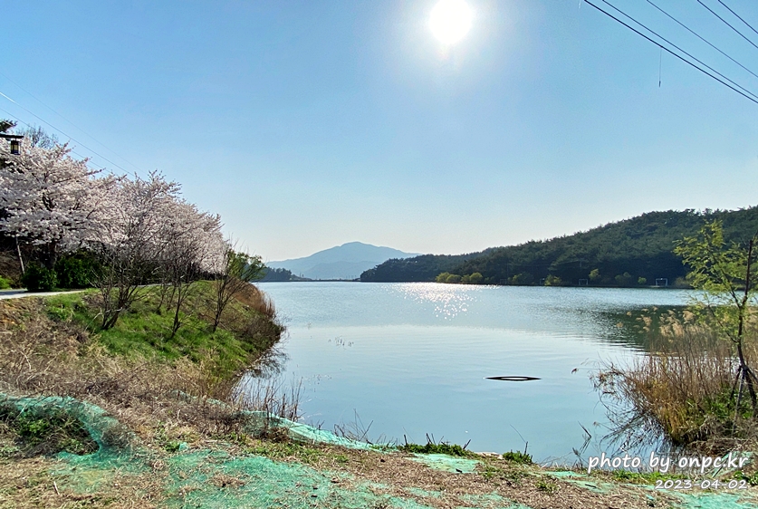 영지설화공원 영지호수 벚꽃길