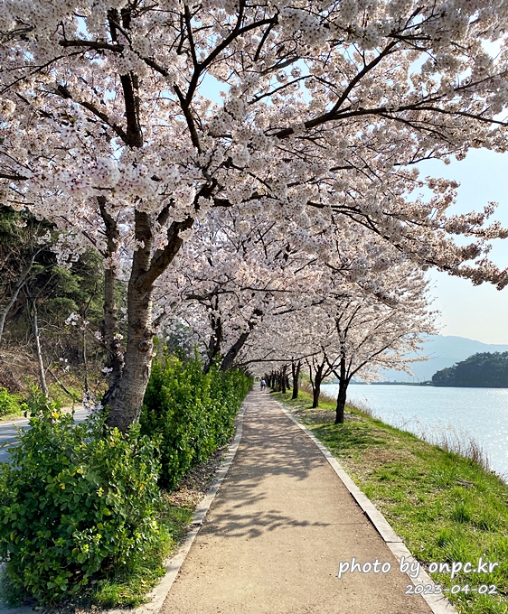 영지설화공원 영지호수 벚꽃터널