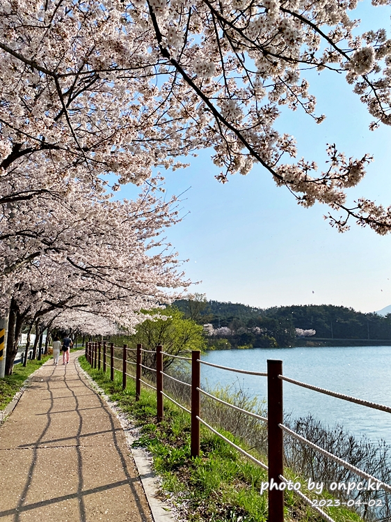 영지설화공원 영지호수 벚꽃길