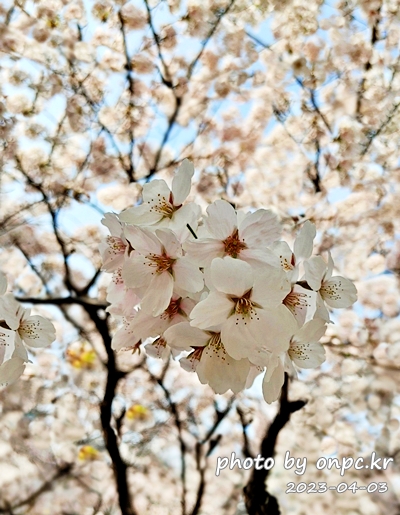 영지설화공원 영지호수 벚꽃길