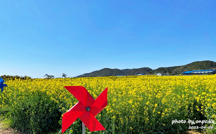 경북포항 호미곶 유채꽃대평원