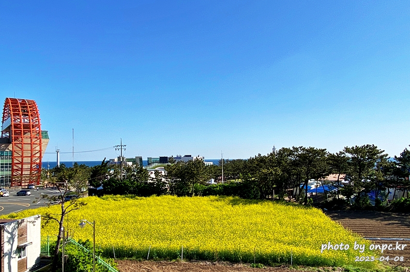 경북포항 호미곶 해맞이공원 유채꽃대평원