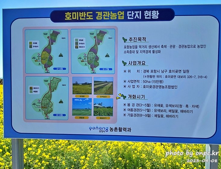 경북포항 호미곶 해맞이공원 유채꽃대평원