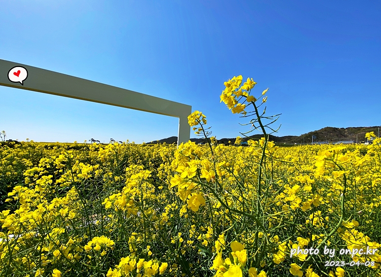 경북포항 호미곶 유채꽃대평원 포토존