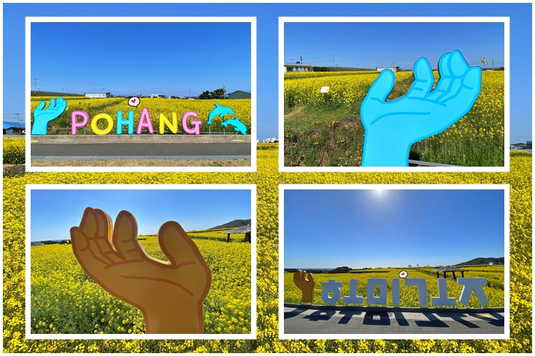 경북포항 호미곶 유채꽃대평원 포토존