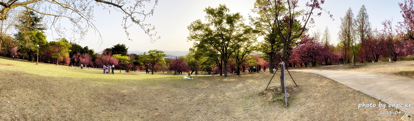 경주 불국사 겹벚꽃길 파노라마