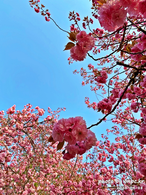 경주 불국사 겹벚꽃길