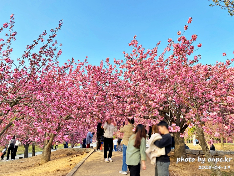 경주 불국사 겹벚꽃길