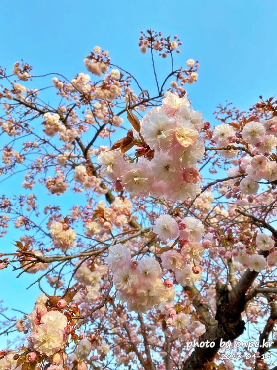 경주 불국사 겹벚꽃길