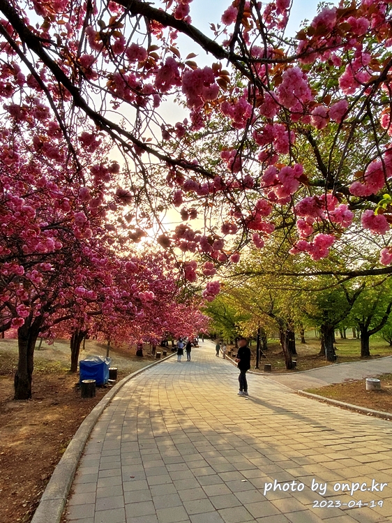 경주 불국사 겹벚꽃길