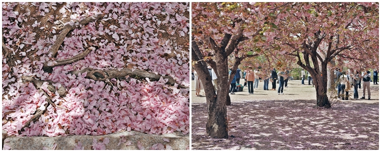 경주 불국사 겹벚꽃길 (출처.경주문화관광)