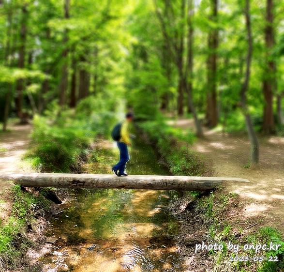 경주 천년숲정원 메타세쿼이아 포토존