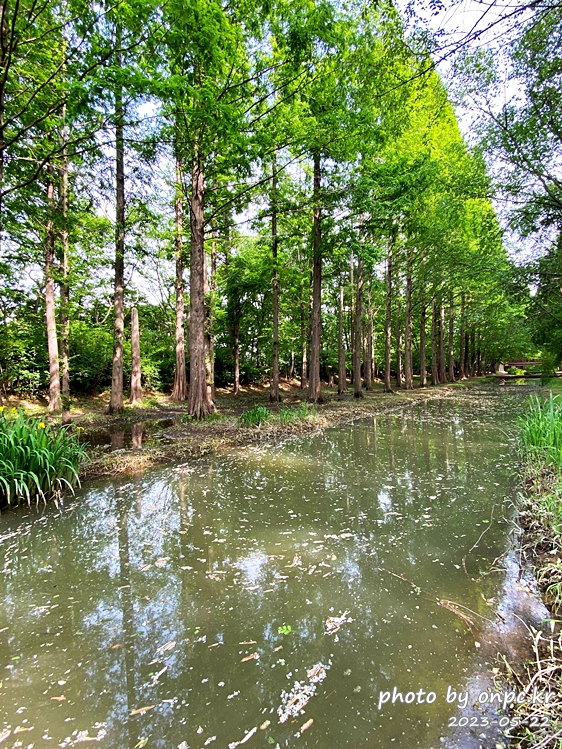 경주 천년숲정원 거울숲