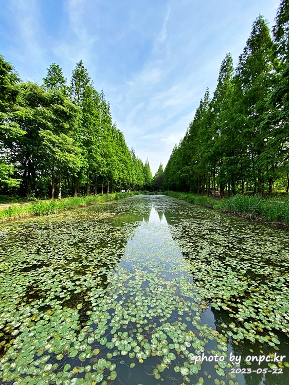 경주 천년숲정원 거울숲 징검다리