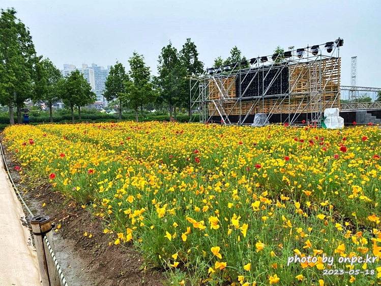 태화강국가정원 봄꽃축제 금영화 캘리포이아양귀비