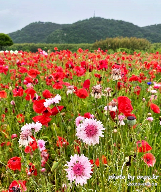 태화강국가정원 봄꽃축제