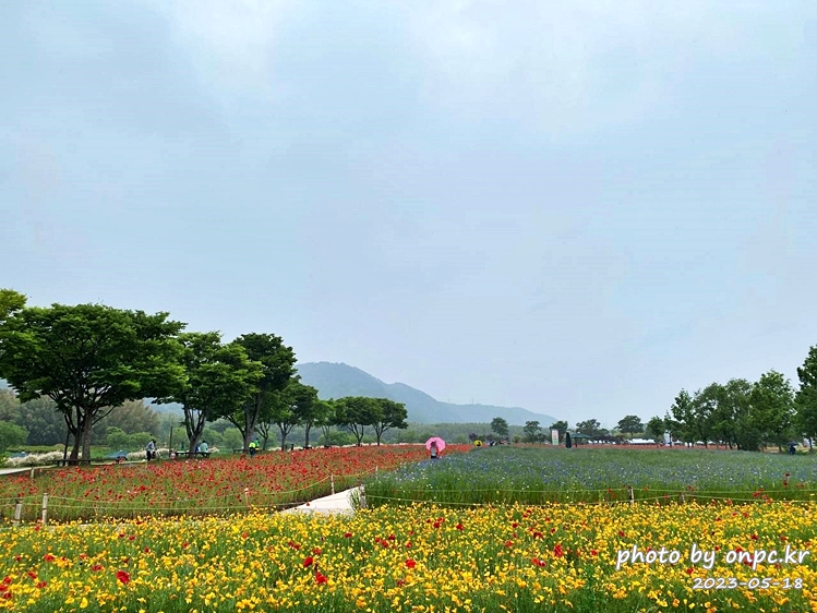 태화강국가정원 봄꽃축제