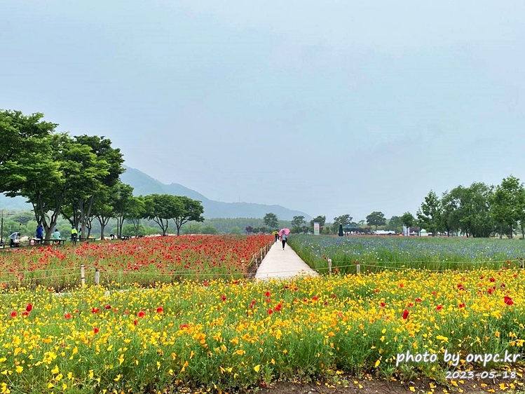 태화강국가정원 봄꽃축제 양귀비 금영화 수레국화